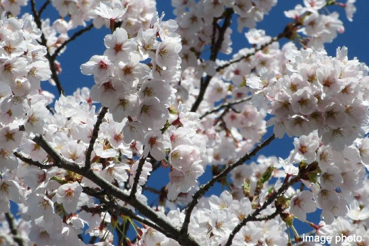 桜のイメージ画像